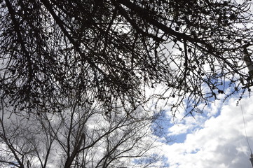 trees and sky