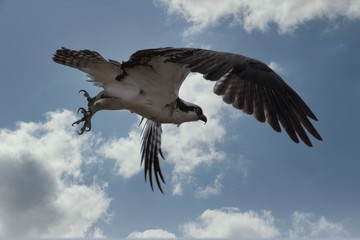 osprey in flight