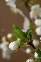 Apple tree branch with white closed bud flower and green leaves. Spring macro photo.