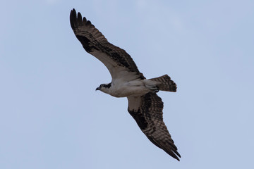 osprey in flight