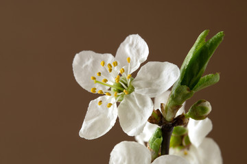 Pistils and stamens of apple flowers with green leaves on tree branch. Spring macro photo.
