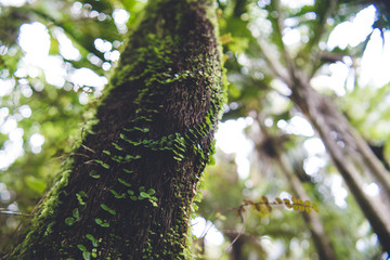 Fototapeta premium Heaphy Track, Great Walk, Karamea, Kahurangi National Park, New Zealand 