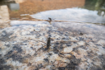 Gerridae insects in the natural environment. The Gerridae are a family of insects in the order Hemiptera.