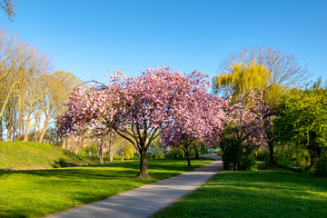 Blühender Kirschbaum in Emden