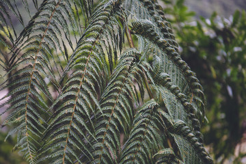 Heaphy Track, Great Walk, Karamea, Kahurangi National Park, New Zealand
