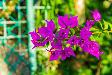 bougainvillea flowers are bright pink  in focus with green chain link fence blurred in the background