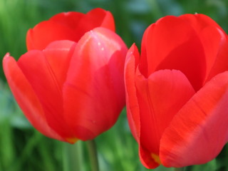 Spring flowers - Dutch tulips in red and yellow