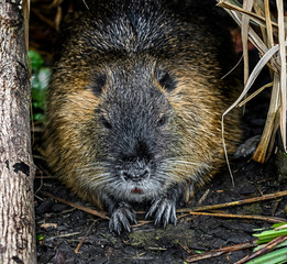 Nutria in its enclosure. Latin name - Myocastor coypus