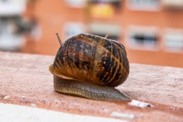 Land snail moving after a recent rain down an urban terrace in search of a neighboring garden in...