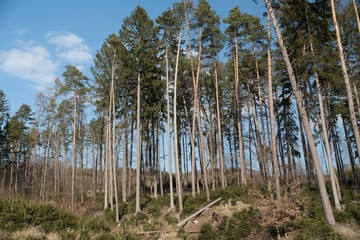 trees in the forest