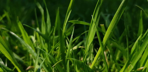 close up picture grass 