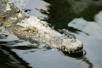 Tête d'un Crocodile du Nil  dans l'eau