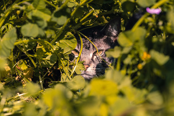 Chat dans les herbes hautes