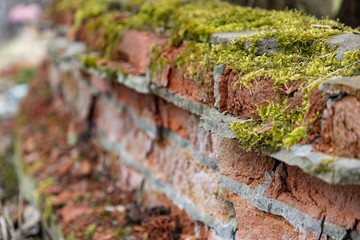 moss on red brick wall