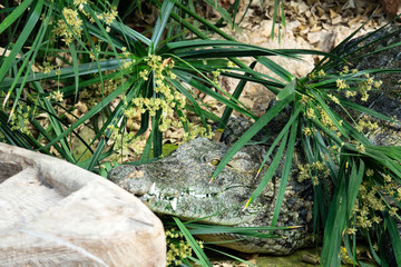 Crocodile du Nil au milieu de la végétation