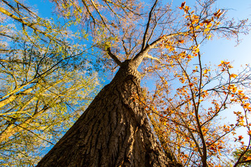 Großer Alter Baum in der Nahaufnahme