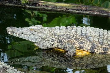 Crocodile du Nil  prêt à plonger dans l'eau