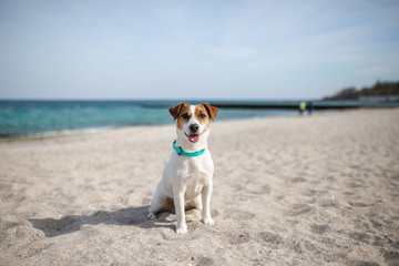 happy dog on the seashore  jack russell near ocean