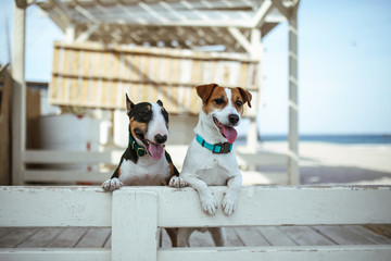 dogs summer on the beach jack russell and bullterrier 