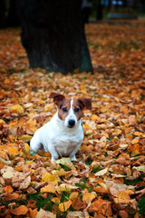 jack russell terrier
