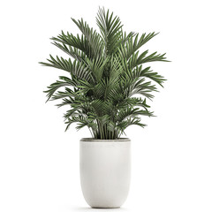 palm trees in a white pot isolated on white background © Yurii