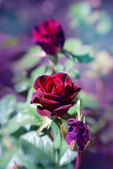 red roses in the garden