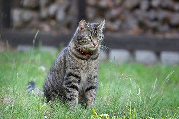 Grey striped cat sitting on the grass, watching something