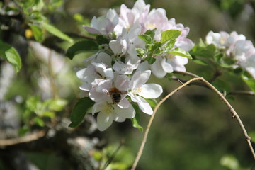 Green rose chafer on White fresh apple tree bud fertile blossom

