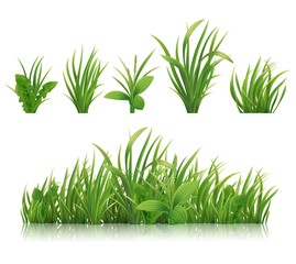 Realistic green grass