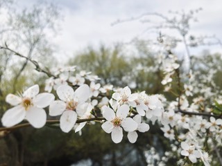 spring white blossom close up