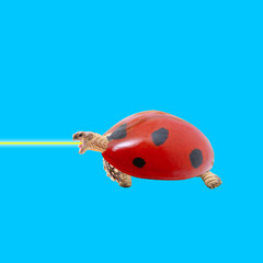 Fototapeta premium ladybug on a blue background