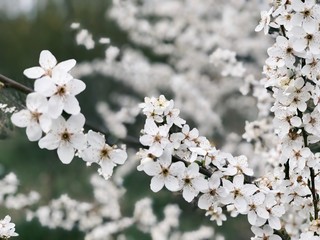 spring white blossom close up