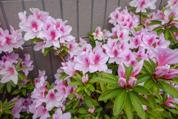 屋外に咲いたピンクのツツジの花