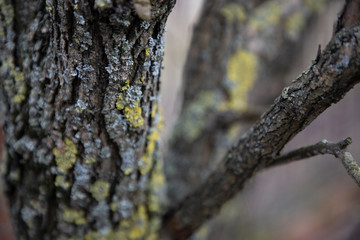 multi-colored lichen on an old tree