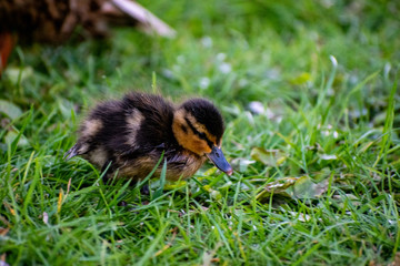 Entenk&uuml;ken in der Nahaufnahme