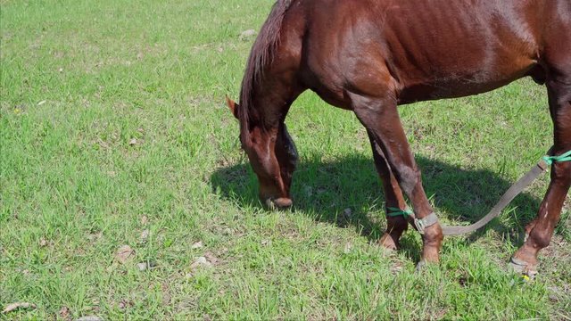 Horse grazes in the meadow