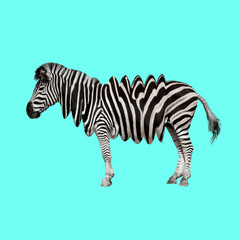 zebra cartoon isolated on blue background
