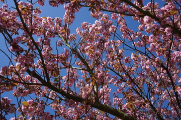 Japanische Kirschblüten im Sonnenlicht vor blauem Himmel