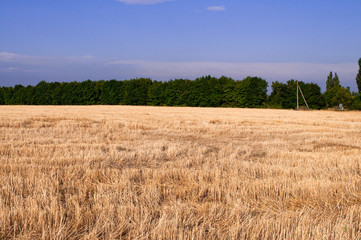 wheat field and blue sky