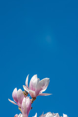 Magnolia flowers and blue sky