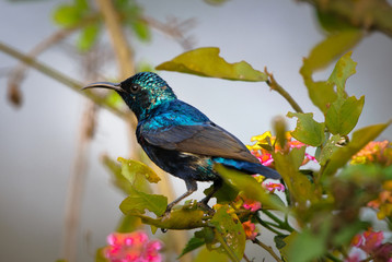 The purple Sunbird or Cinnyris asiaticus looking for food in Bharatpur Bird sanctuary
