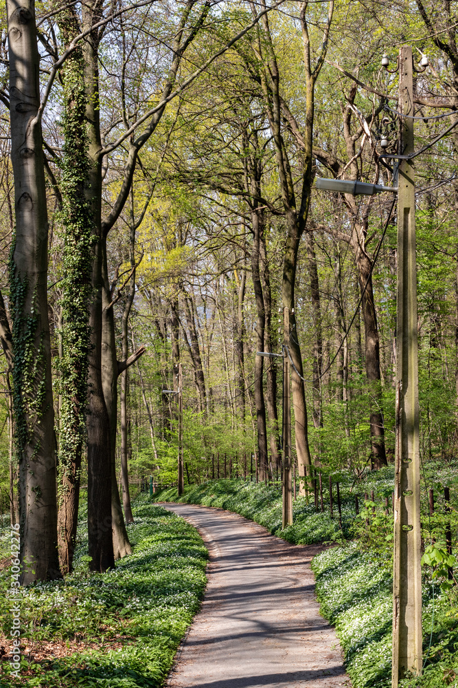 Wall mural Une petite route dans les bois