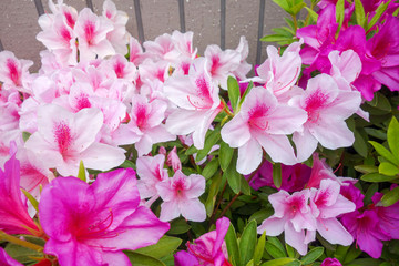 白とピンクのツツジの街路樹