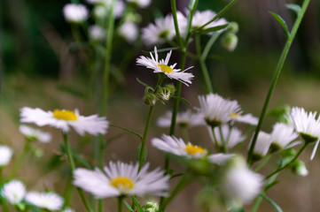 white daisies in the grass