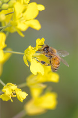 Honey Bee on canola flower