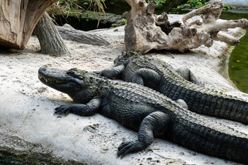 Groupe d'Alligator du Mississippi sur un rocher