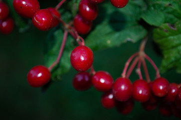 red berries of viburnum