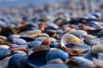 sea shells on the beach