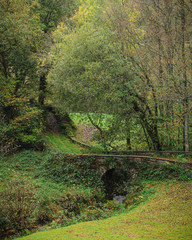 Puente en ruinas comido por la vegetaci&oacute;n en medio del bosque