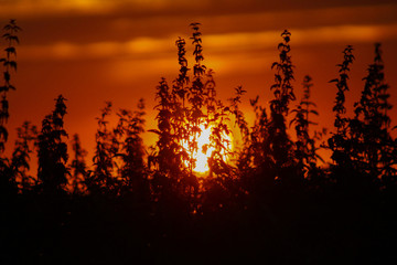 Silueta de vegetación en un atardecer